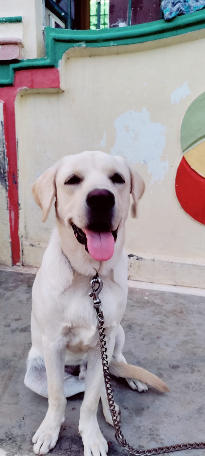 Bruno the Labrador male nine months of age 